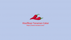 klasifikasi tanaman cabai